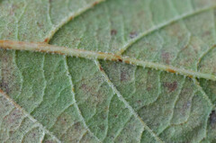 Erysiphe hedwigii