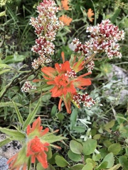 Castilleja hispida hispida