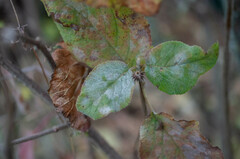 Erysiphe hedwigii