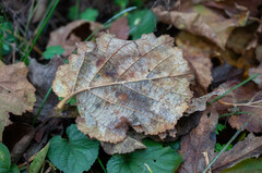 Phyllactinia guttata