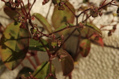 Euphorbia graminea