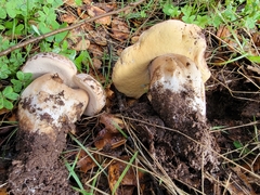 Boletus barrowsii