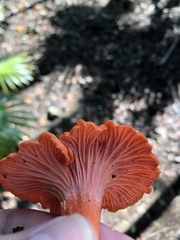 Cantharellus coccolobae