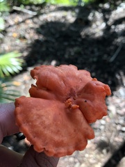 Cantharellus coccolobae