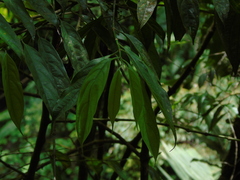 Urophyllum arboreum