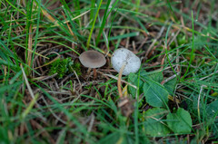 Strobilurus conigenus