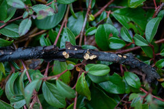 Bisporella subpallida