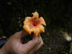 Rhododendron javanicum