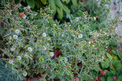 Golovinomyces fischeri