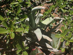 Crassula perfoliata