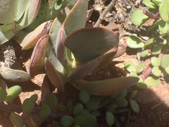 Adromischus sphenophyllus