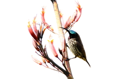 Chalcomitra amethystina