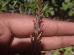 Adromischus sphenophyllus