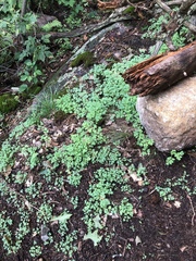 Capnoides sempervirens