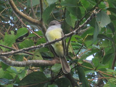 Myiarchus tuberculifer