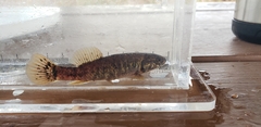 Umbra limi