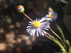 Felicia muricata