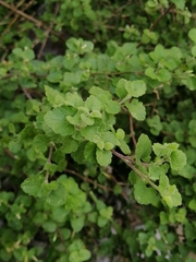 Brickellia veronicifolia