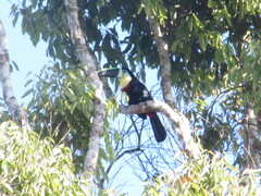 Ramphastos vitellinus