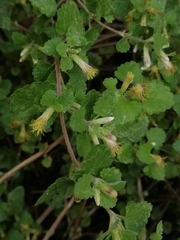 Brickellia veronicifolia