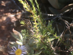 Felicia muricata