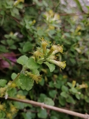 Brickellia veronicifolia