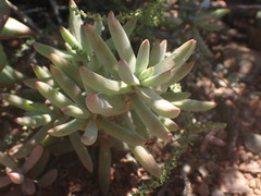 Crassula tetragona