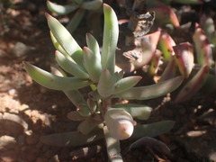 Crassula tetragona