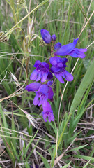 Penstemon strictus