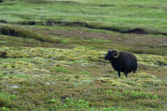 Ovis aries