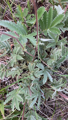 Potentilla hippiana