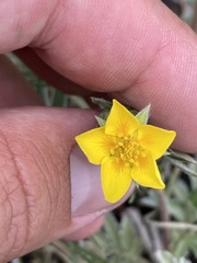 Potentilla hippiana