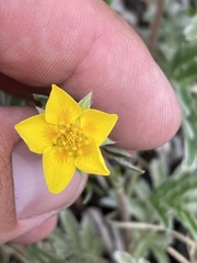 Potentilla hippiana