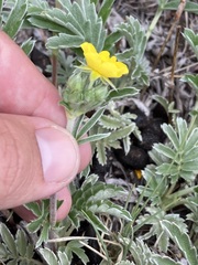 Potentilla hippiana