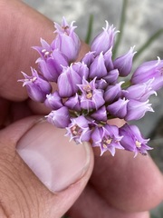 Allium geyeri