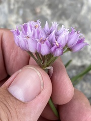 Allium geyeri