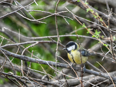 Parus major