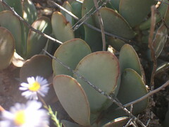 Adromischus sphenophyllus
