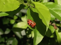 Coelophora inaequalis