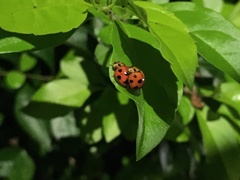 Coelophora inaequalis