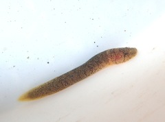 Gouania willdenowi