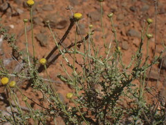 Pentzia incana