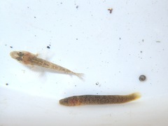 Gobius paganellus