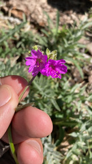 Mirabilis oblongifolia