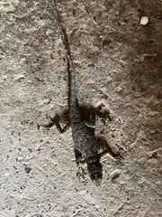 Sceloporus cyanogenys