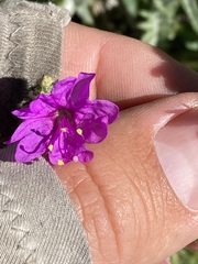 Mirabilis oblongifolia