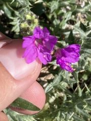 Mirabilis oblongifolia