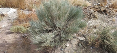 Ephedra intermedia