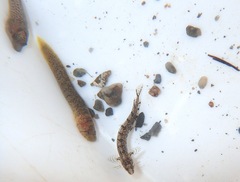 Clinitrachus argentatus