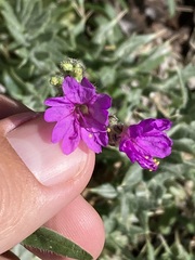 Mirabilis oblongifolia